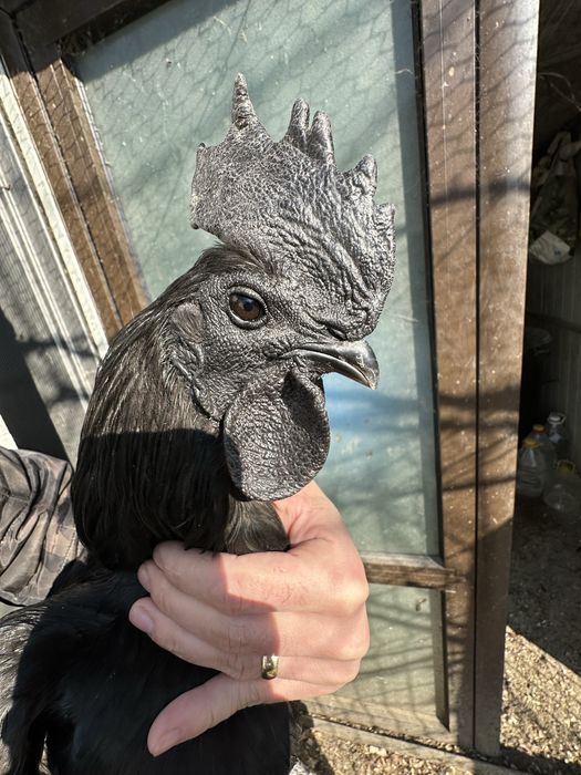 Gaini complet negre, rasa pura Ayam cemani indonezia