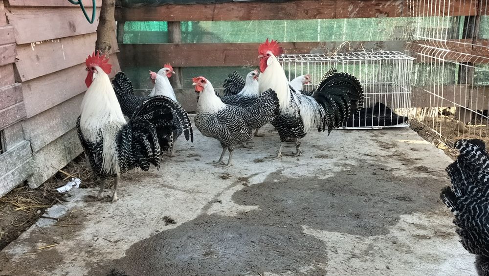 Ouă de vânzare Brakel Argintiu