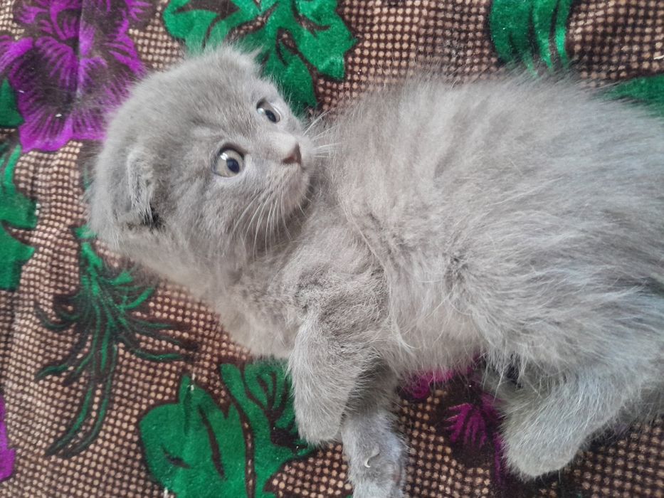 Котята британская короткошерстная