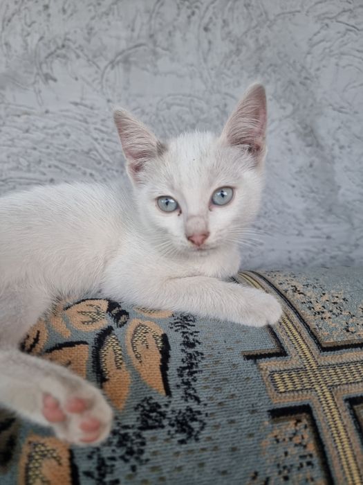 Котята в хорошие руки