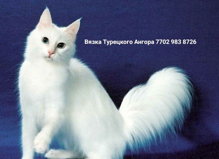 Вязка кот Турецкого Ангора