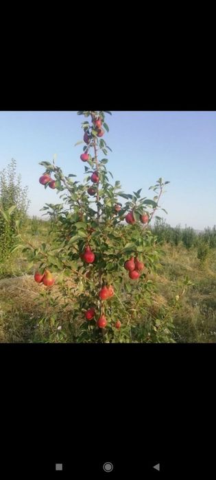 Koʻchatlar mevali daraxtlar xamassi