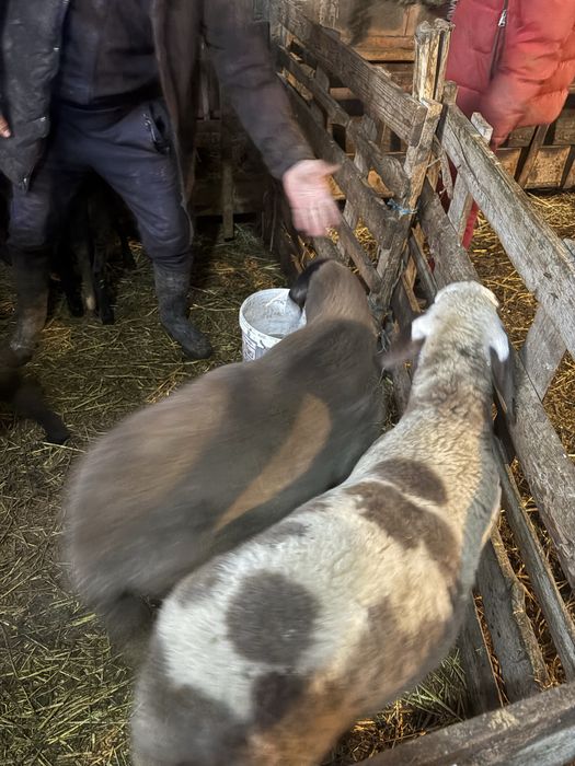 Berbecuti de vanzare