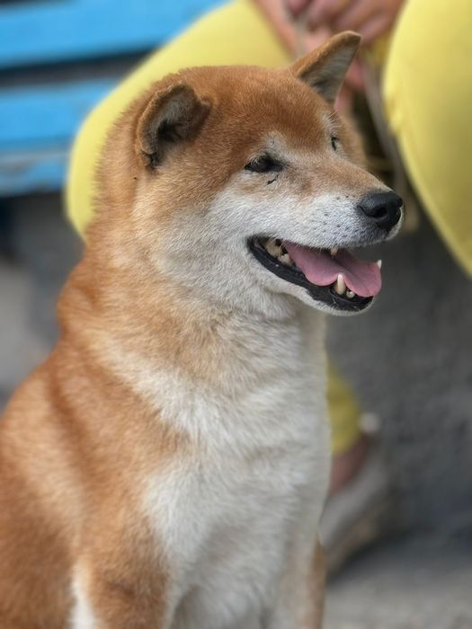 Сиба Ину кобель для вязки