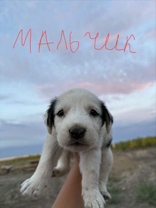 Продам щенят алабая