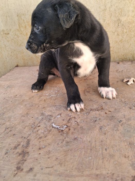 Щенки в добрые руки