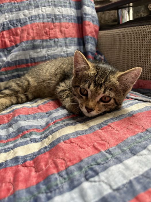 Отдаю в добрые руки милого котенка