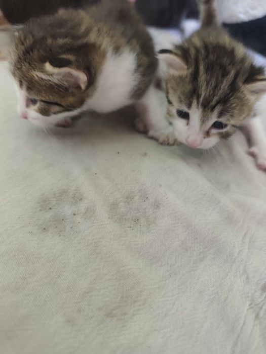 отдаем котят без породы в хорошие руки