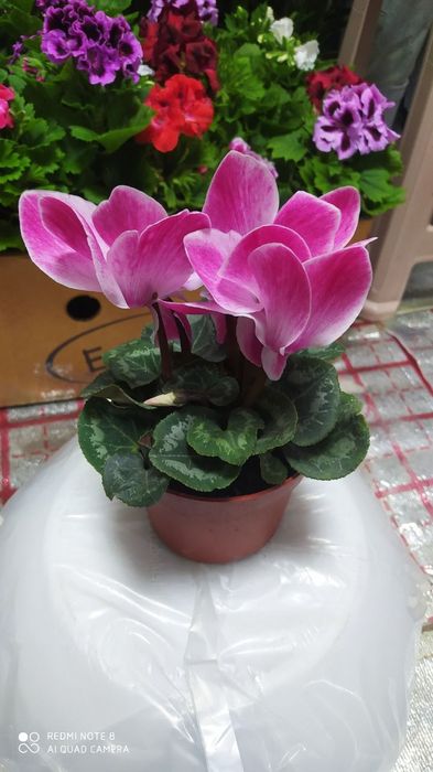 Tabiiy gullar табиий гуллар tuvaklar тувак гаршок  удабрения дорилар