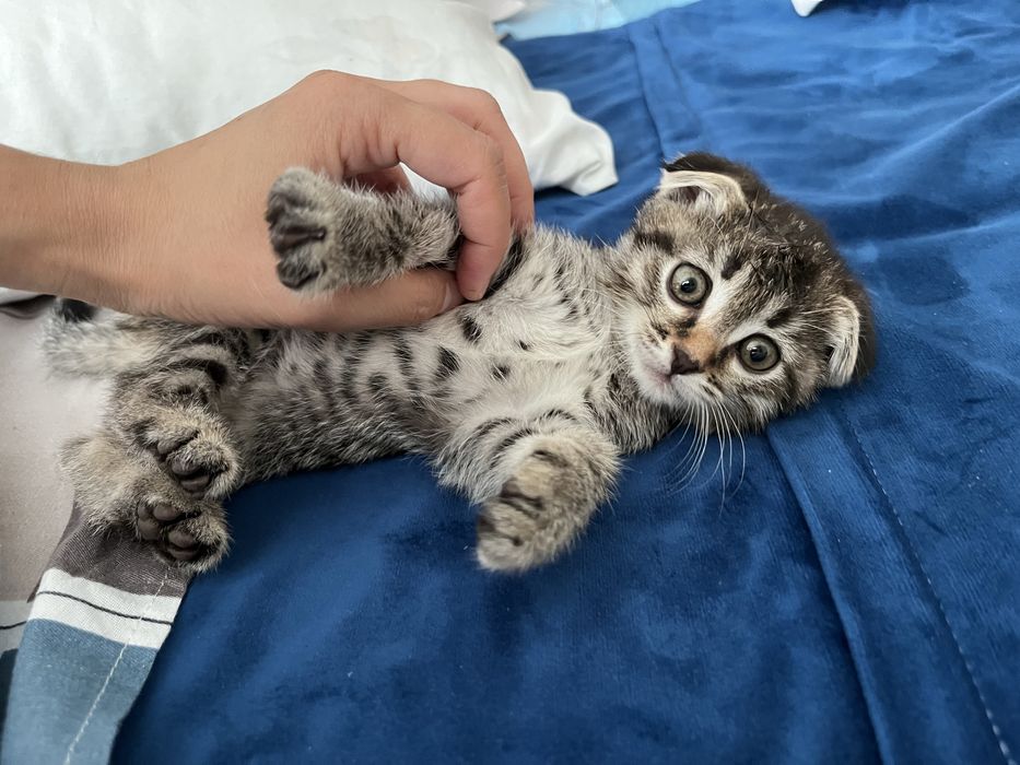 Шотландский вислоухий котенок