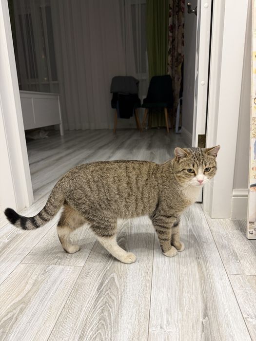 Ищем дом для кота