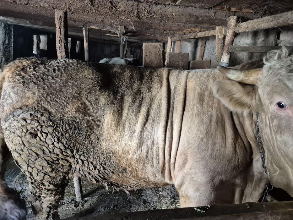 Anunt! Vand doi tauri