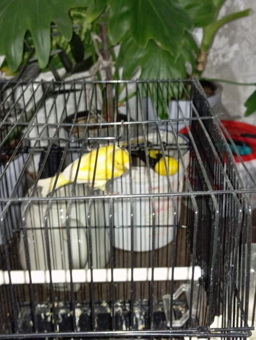 Продаю канарейки.