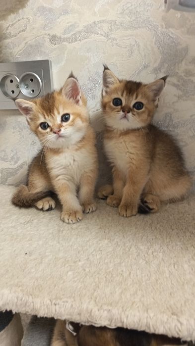 Шикарные котята здоровые игривые