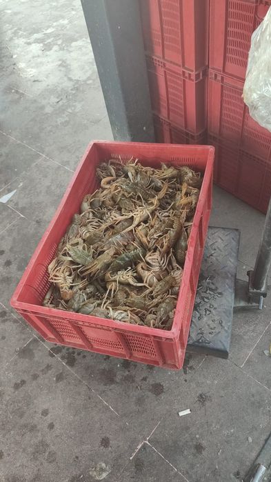 Рак живой опт и розница.