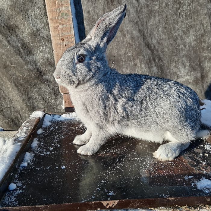 Продам крола и кролиху