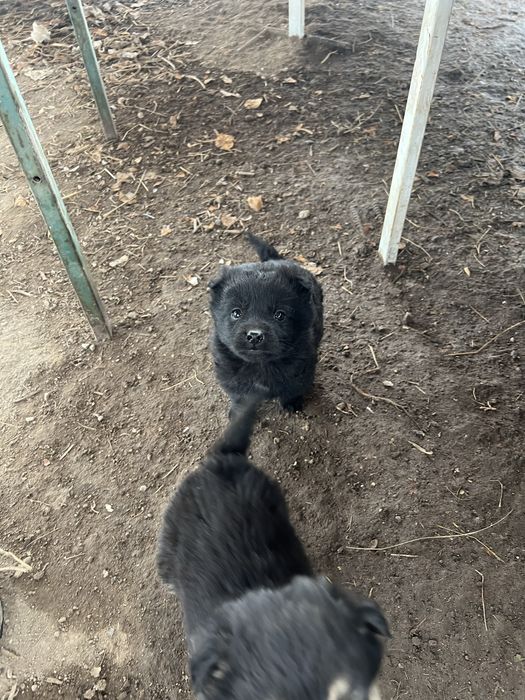 Щенята в добрые руки