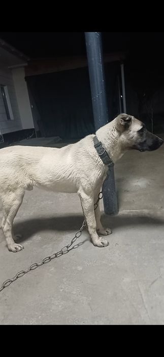 Алабай ит, күшік әле.