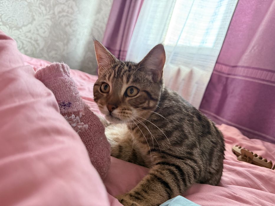 Отдадим кота бенгала смешанный
