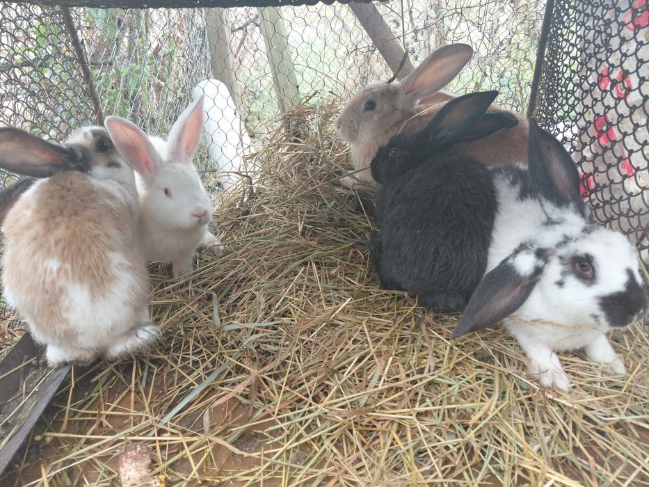 Iepuri- rasa urias belgian-uriaș german