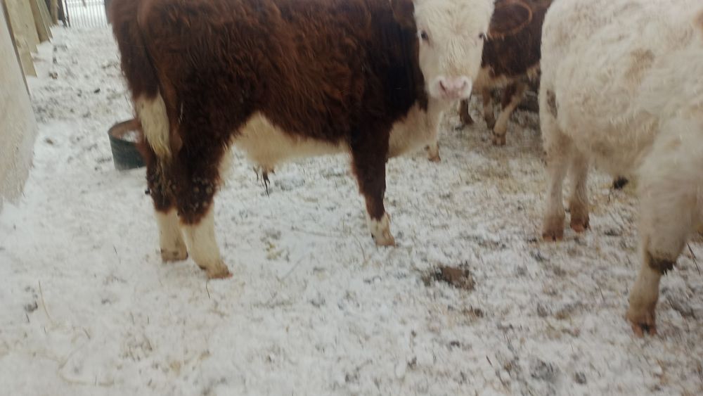 Бычки годдовалые 6 голов