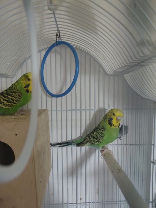 Schimb pereche peruși