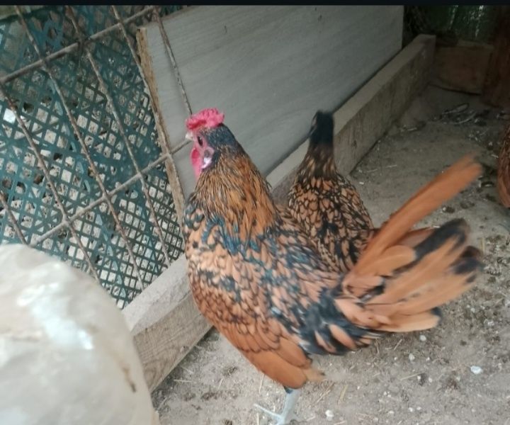 Продам сибрайт золото 1+1
