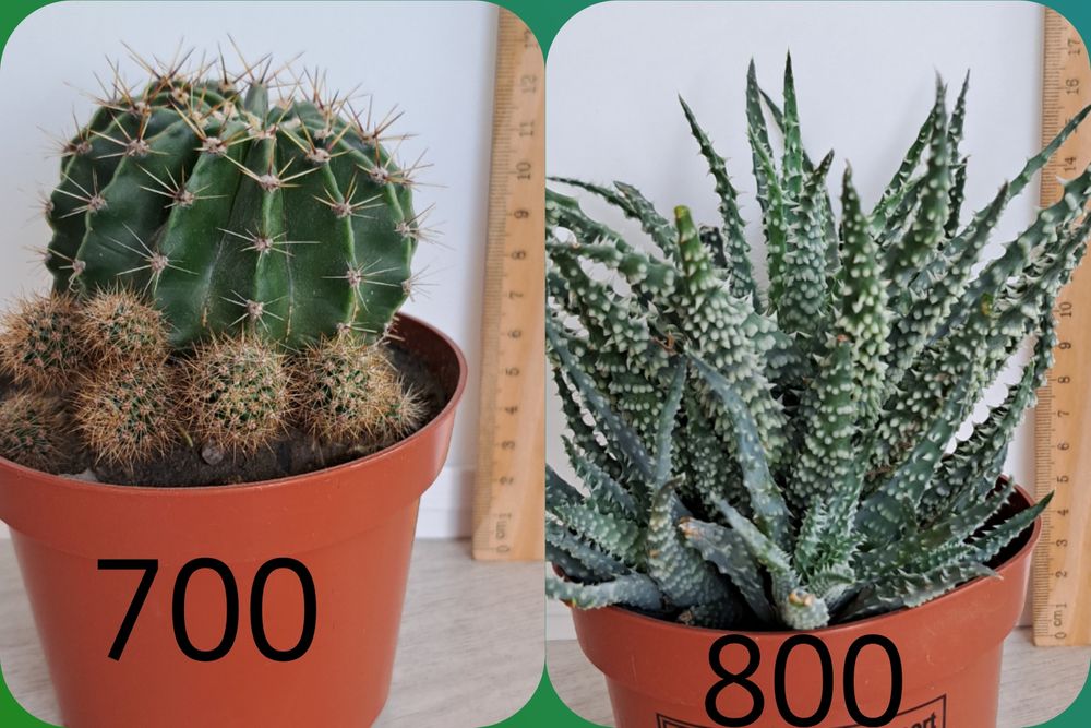 Распродажа кактусов(недорого)