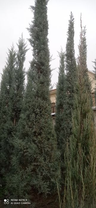 Arizoniskiy kiparis sotiladi oladiganla tel qila