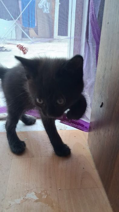 Катята два месяца