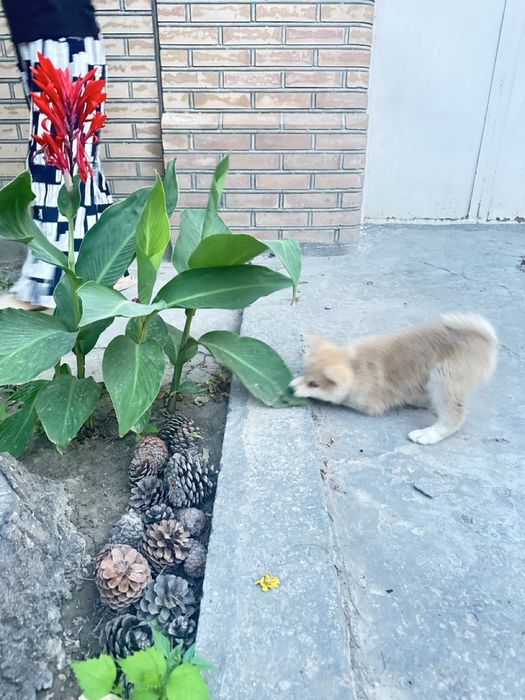 Японская Акита Ину- хатико