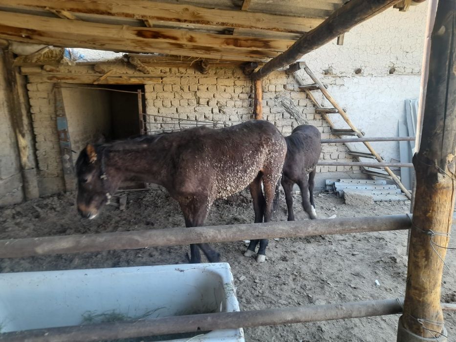 сатылады 1жасар тай