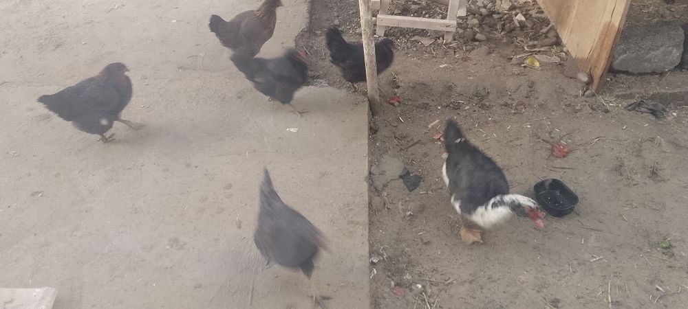 Товуклар вам индиутка сотилади