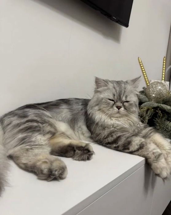 Отдам кота скотиш страйт