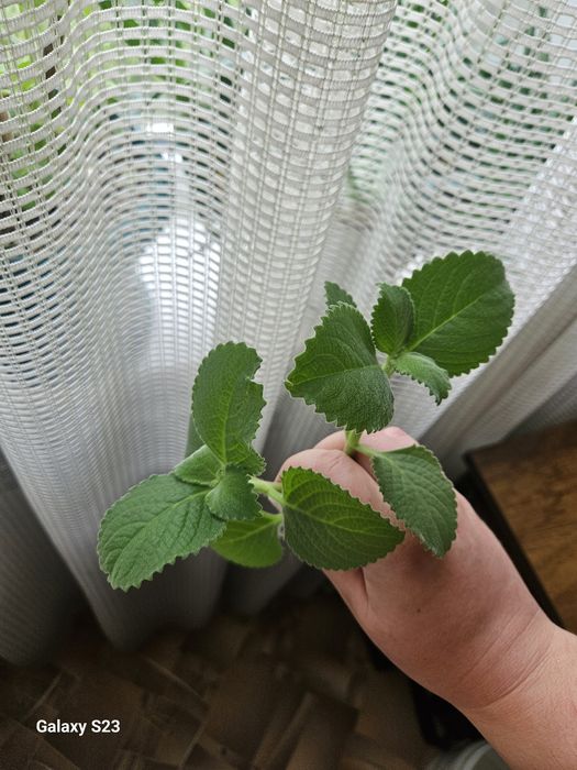 Продам комнатную мяту (плектрантус)