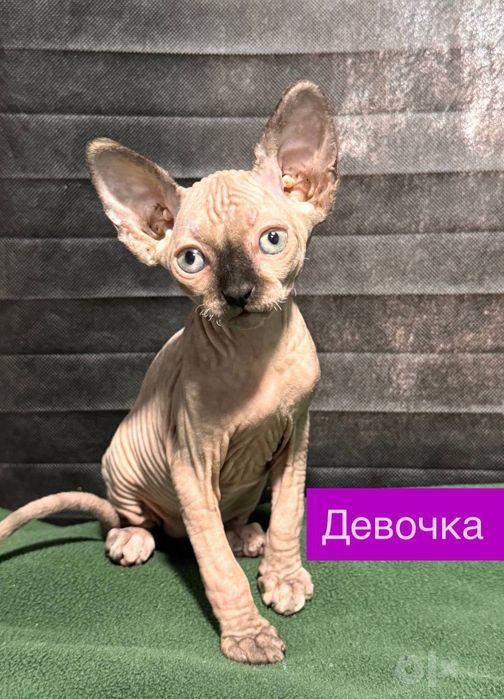Сфинксы котята...