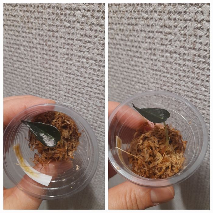 Продам Алоказия Бомбино