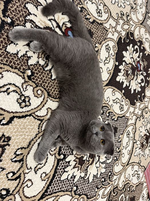 Scottish fold mushuk