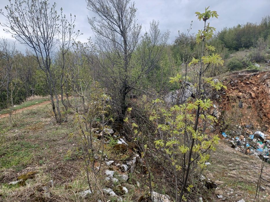 Продава се Парцел в с. Паволче, Област Враца - 2365 кв.м за 20 €/кв.м - Снимка #7