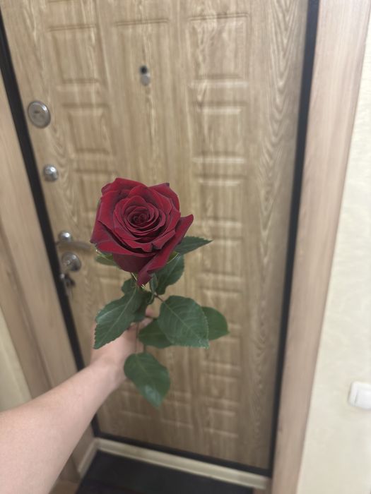 Метровые розы дешево