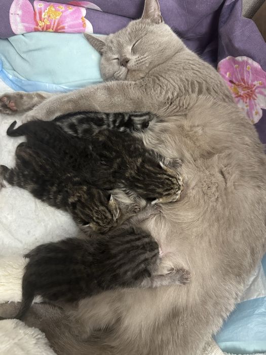 Отдам в добрые руки