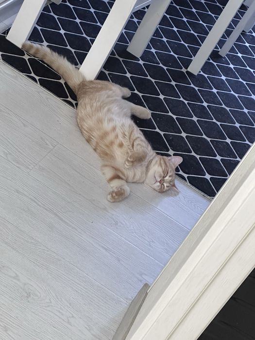 Для чистой вязки кот скоттиш страйт