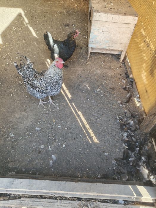 Срочно продам куры