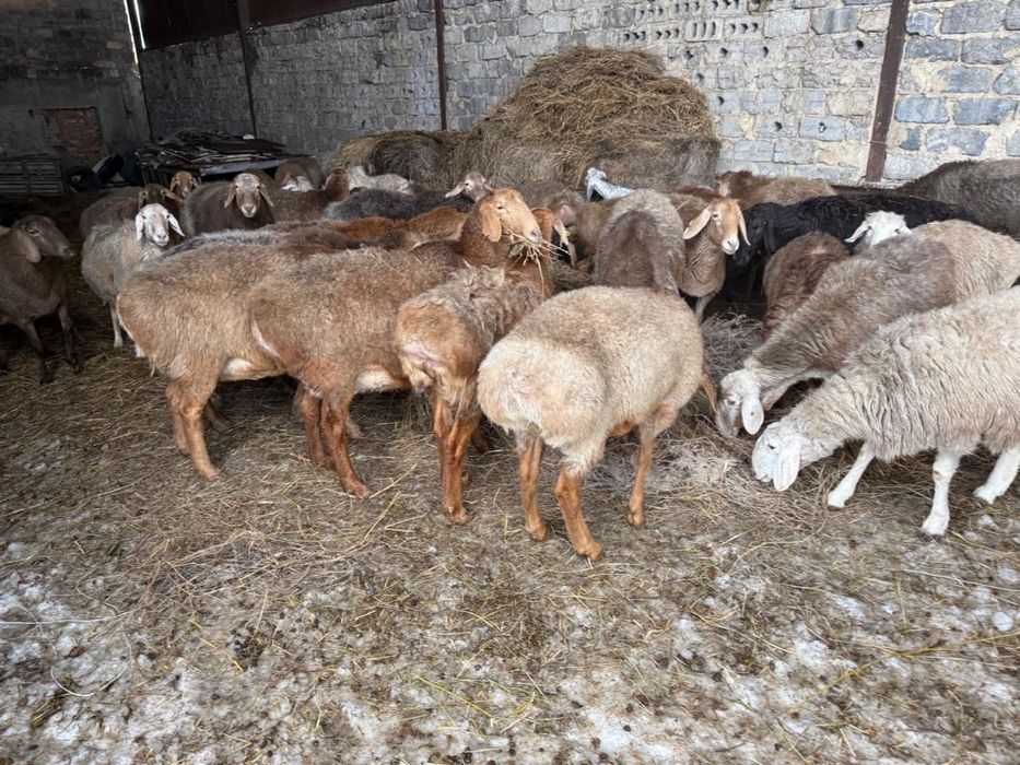 Продам кошкаров арашан породы
