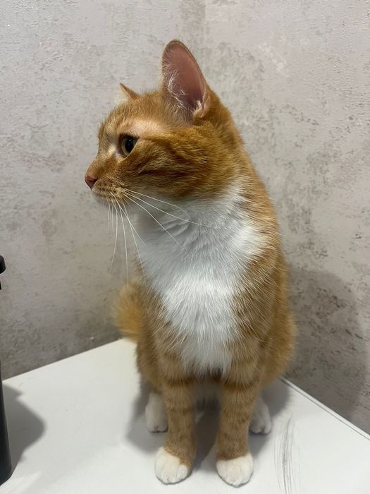 Кот Барсик 2 года