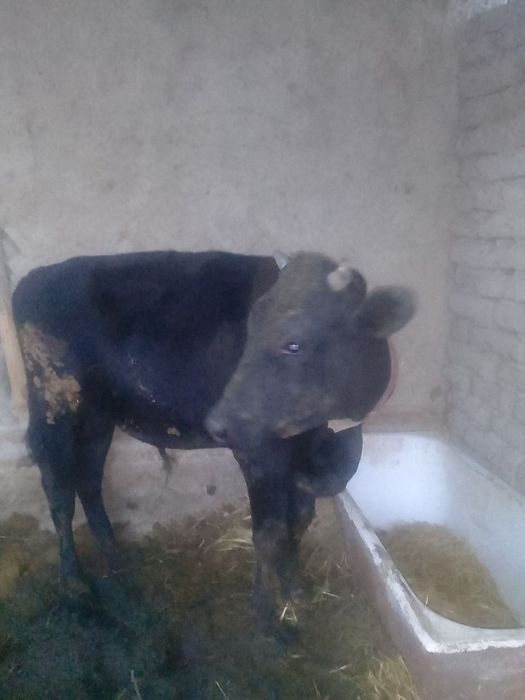 1 yoshli hoʻkiz sotiladi