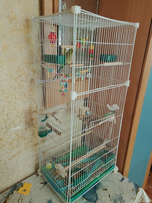 Продам попугая с клеткой