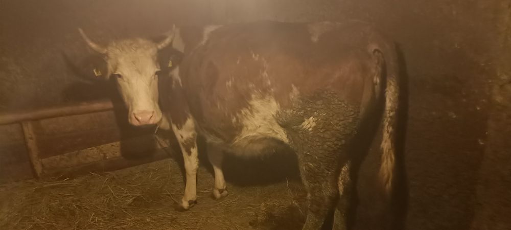 Vaca bălțată românească