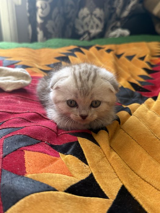 Шотландский котенок