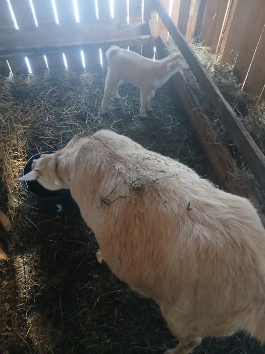 Vind capra sau schimb cu 2 oi bune